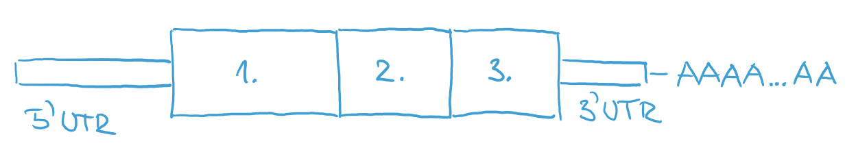 RNA after splicing